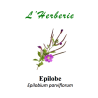 EPILOBE L’épilobe a une influence favorable sur les voies urinaires et la prostate.