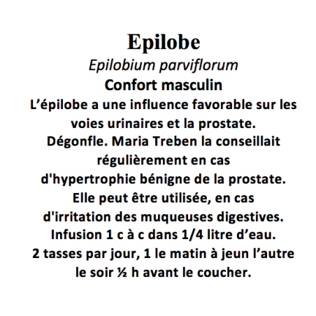 EPILOBE L’épilobe a une influence favorable sur les voies urinaires et la prostate.