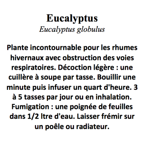 EUCALYPTUS CP 100GR
