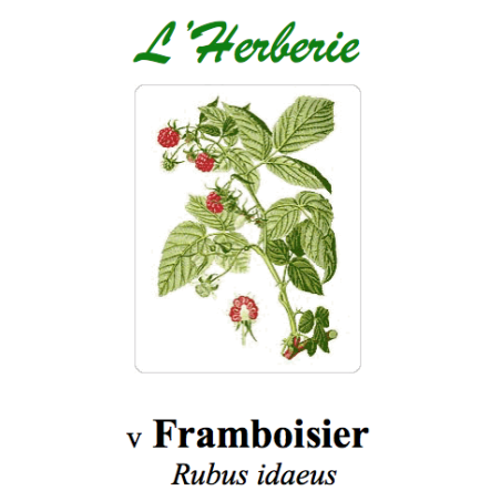 FRAMBOISIER 100GR