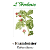 FRAMBOISIER 100GR