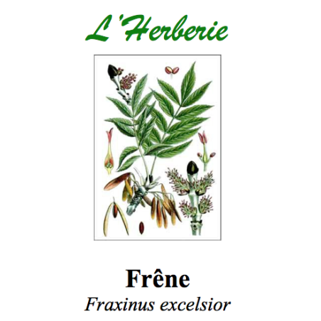 FRENE FEUILLE 100GR