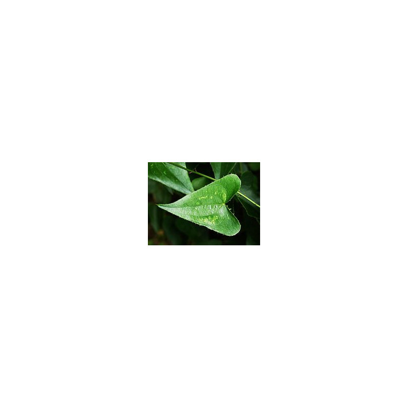 SALSEPAREILLE 100GR