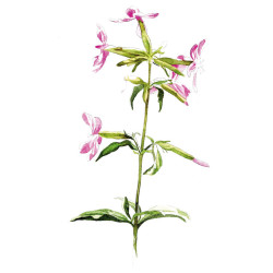 SAPONAIRE 100GR
