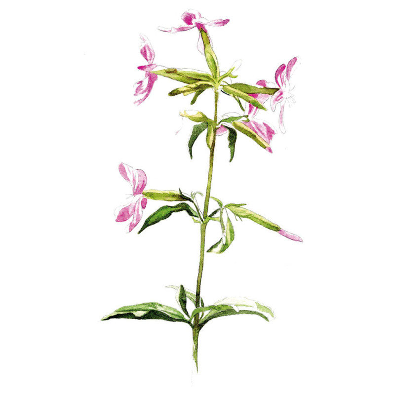 SAPONAIRE 100GR