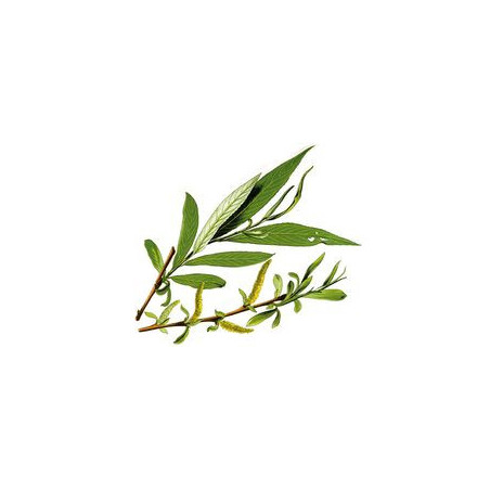 SAULE BLANC 100GR