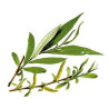 SAULE BLANC 100GR