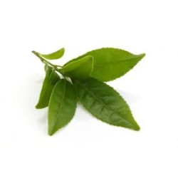 THE VERT 100GR