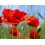 COQUELICOT 100GR