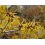 HAMAMELIS 100GR