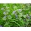 LIERRE TERRESTRE 100 GR Glechoma hederacea