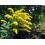 VERGE D OR SOLIDAGO 100GR