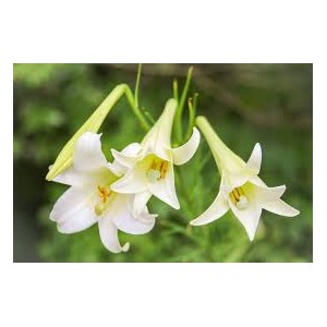 https://www.lherberie.com/2717-thickbox/fleurs-de-californie-easter-lily-75ml-white-trumpet-lily.jpg