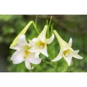 Fleurs de Californie Easter Lily  7,5ml WHITE TRUMPET LILY