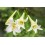 Fleurs de Californie Easter Lily  7,5ml WHITE TRUMPET LILY