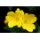 Fleurs de Californie Evening Primrose  7,5ml