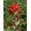 Fleurs de Californie Indian Paintbrush  7,5ml