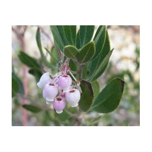 https://www.lherberie.com/3086-thickbox/fleurs-de-californie-manzanita.jpg