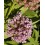 Fleurs de Californie Milkweed 7,5ml 