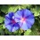 Fleurs de Californie Morning Glory  7,5ml 