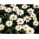 Fleurs de Californie Shasta Daisy  7,5ml 