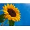 Fleurs de Californie Sunflower  7,5ml 