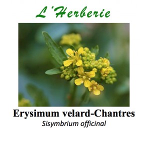 https://www.lherberie.com/3292-thickbox/erysimum-velard-chantres-sisymbrium-officinal-100-gr.jpg