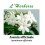 JASMIN OFF FLEURS 100GR Jasminum officinalis