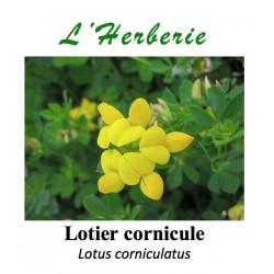 LOTIER CORNICULE COUPE 50 GR Lotus corniculatus