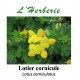 LOTIER CORNICULE COUPE 100 GR Lotus corniculatus