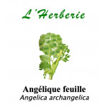 Angélique feuille 100gr Angelica archangelica