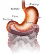 acidité gastrique