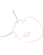 Allaitement - Grossesse