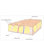 Cellulite