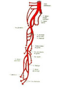 Circulation veineuse
