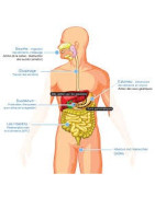 Digestion - Foie