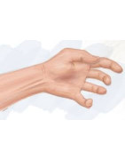 Muscles - Tendons