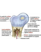 Os - Fixation du calcium