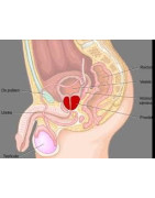 Prostate