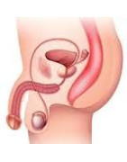 Troubles masculins - Prostate