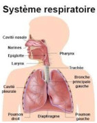Voies respiratoires