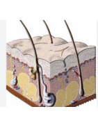 ALLERGIES CUTANEES